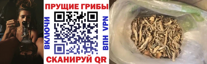 omg рабочий сайт  darknet состав  Галлюциногенные грибы Cubensis  Коломна 